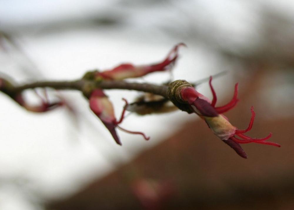 SAFLAX Кацуратри - 200 семян - Cercidiphyllum japonicum