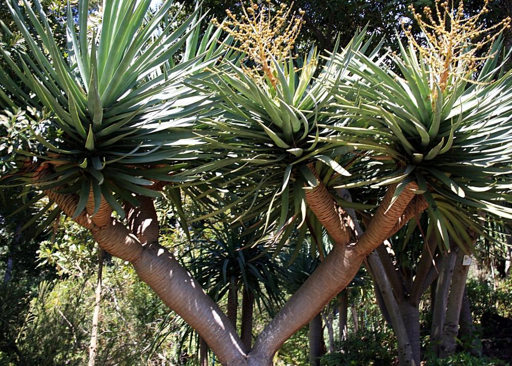 SAFLAX Драконово дерево - 5 семян - Dracaena Draco