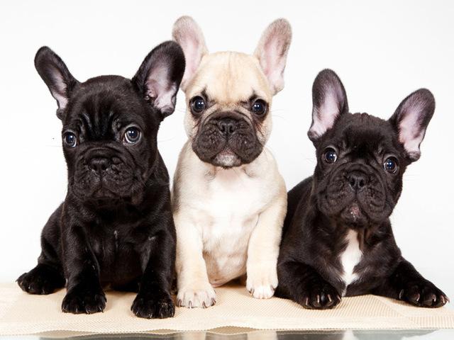 Полный круглый/квадратный алмазная живопись собака 5D DIY животное Алмазная вышивка набор крестиков подарок ручной работы украшение дома