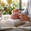 Модель человеческого мозга на подставке Легкая для учителей
