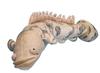 Взлет Polypterus endrikerii