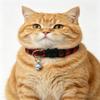 Adjustable Plaid Pet Collar Safety Release Buckle for Kittens