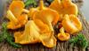 Yellow Chanterelle Mycelium - Mushroom Growing Kit