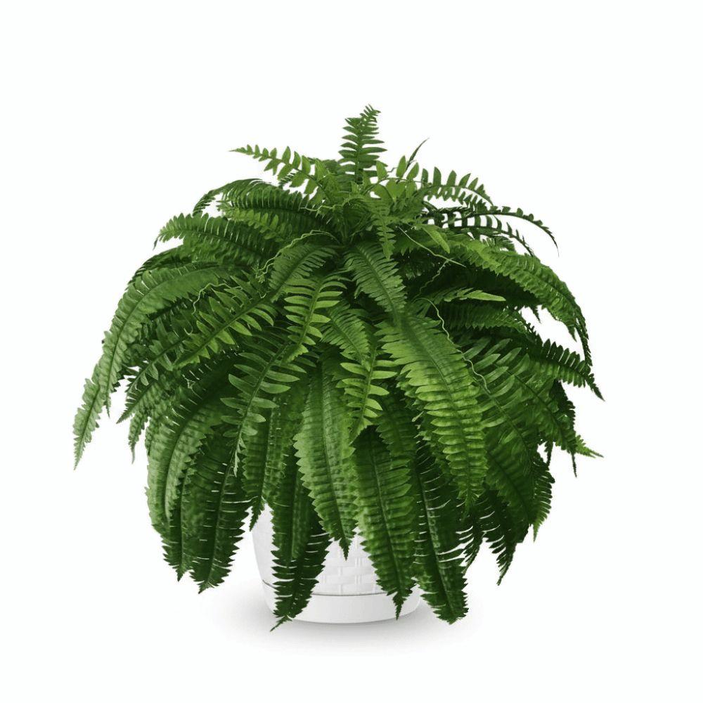 Plastic Glowing Boston Ferns with Lights Silk Leaf Hanging Garden Fern Home Garden Decor
