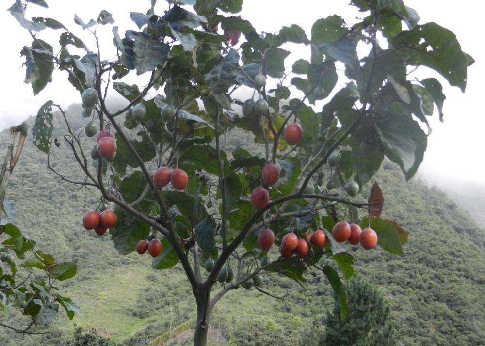 SAFLAX Тамарилло - 50 семян - С горшечным субстратом для лучшего выращивания - Cyphomandra betacea