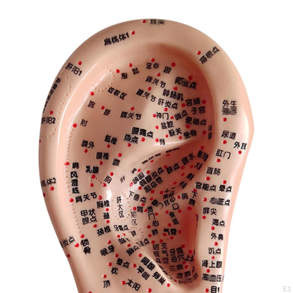Акупунктурная точка человеческого уха Аурикулярная модель Высокомоделированная практика Учебное пособие для обучения