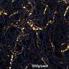 500g/pack Crinkle Cut Paper Shred Filler Shredded Paper for Gift Box Crinkle Paper Black and Golden Metallic Shredded Crinkle Cut Paper for Wrapping