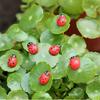Mini Ladybug and Beetle Moss Landscape Ornaments