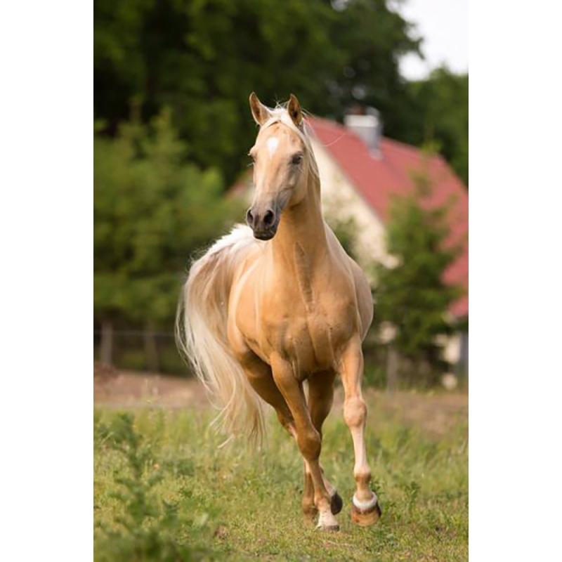 Лошадь DIY 5D алмазная живопись полная круглая дрель животное Алмазная вышивка крестиком мозаичные наборы Смола стены книги по искусству домашний декор