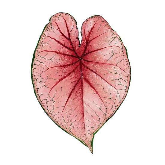 Acrylic Tropical Plant Coasters, Heat Resistant Non-Slip Drink Coasters, Easy Clean Leaf Shaped Pads for Coffee Table Desk Decor, Home Gift