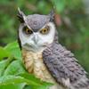 Home Art Craft Cute Decoration Owl Shape Resin Desktop Lifelike Indoor Garden Figurine Ornament Outdoor Anti-bird Collection