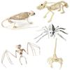 Party Home Mouse Halloween Decoration Trick Props Plastic  Bones Artificial Skull Animal Skeleton