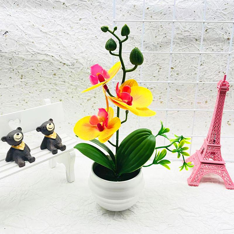 Phalaenopsis Potted Decorative Plant For Living Room Decor And Gift Display