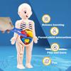 Non-Toxic Montessori Toys Children Science Education Human Body Organ Anatomy Model Diy Assembled Medical Toys Teaching Tools Child Kids