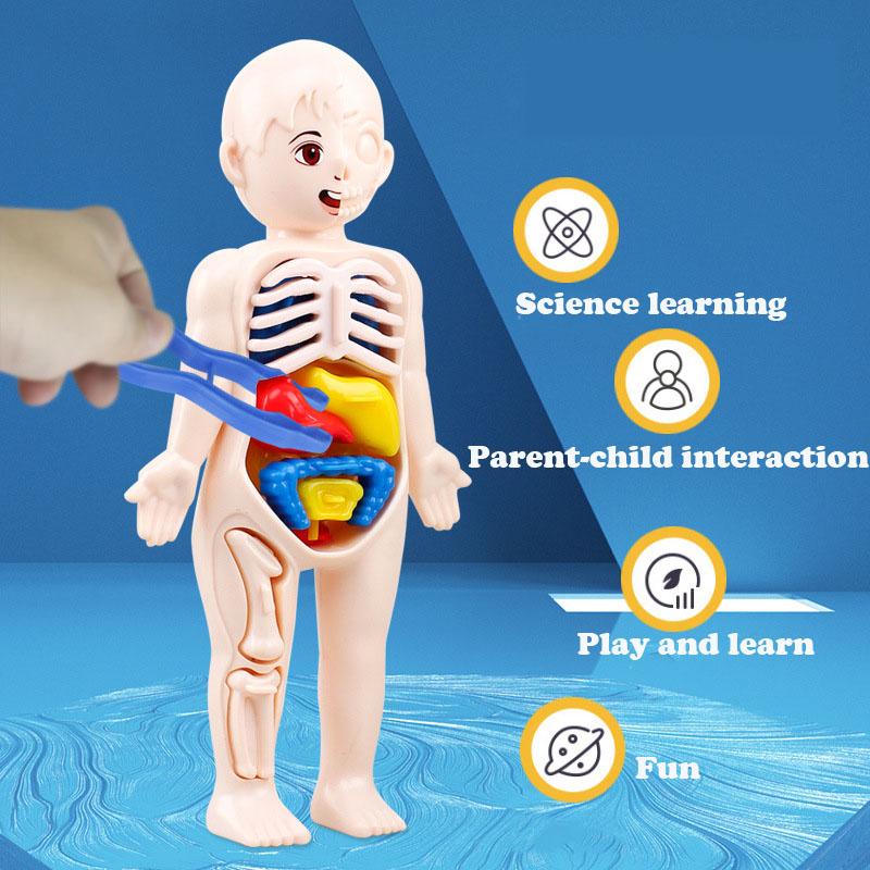 Non-Toxic Montessori Toys Children Science Education Human Body Organ Anatomy Model Diy Assembled Medical Toys Teaching Tools Child Kids