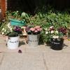Flower Pot Metal Iron Bucket Planters Pot Metal Bucket Flower Holder with Hooks