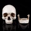 1 шт. Белый смоляной человеческий череп в натуральную величину, модель-реплика для рисования, украшение для вечеринки
