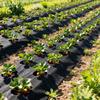Pre-punched Holes Perforated Grass Proof Cloth Double Layer Breathable Permeable Weed Control Ground Cover Biodegradable