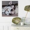 DIY Diamond Painting Funny Husky Cross Stitch Kit Mosaic Art Diamond Painting Full Circle/Square Diamond Home Decoration