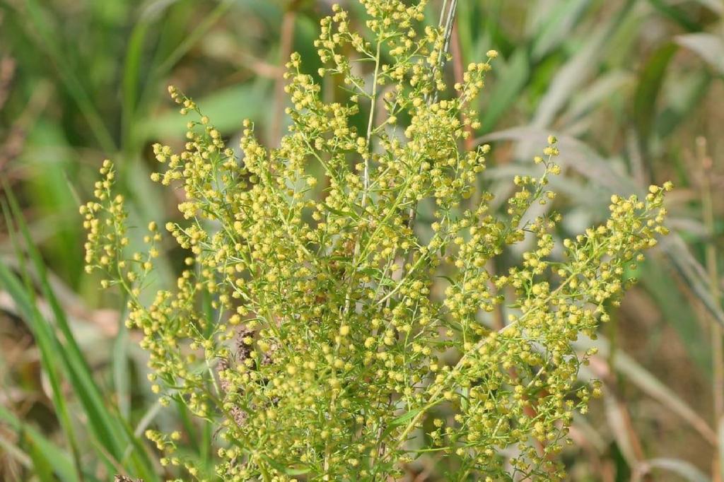 SAFLAX Garden in the Bag - Полынь сладкая Цин Хао - 250 семян - С субстратом в подходящем пакете - Artemisia annua