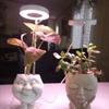 Adjustable Height LED Plant Grow Light 1/2/3/4 Head Ceiling Grow Ring Lamp  Succulent