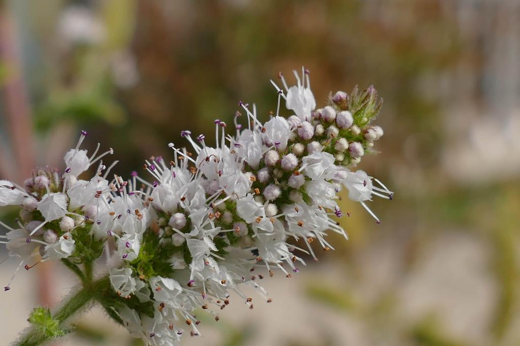 SAFLAX Garden in the Bag - Мексиканская мята нана - 500 семян - С субстратом в подходящем пакете - Mentha spicata