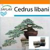Garden In the Bag - Bonsai - Lebanon Cedar - 20 Seeds - With Substrate In a Fitting Stand Up Bag - Cedrus Libani