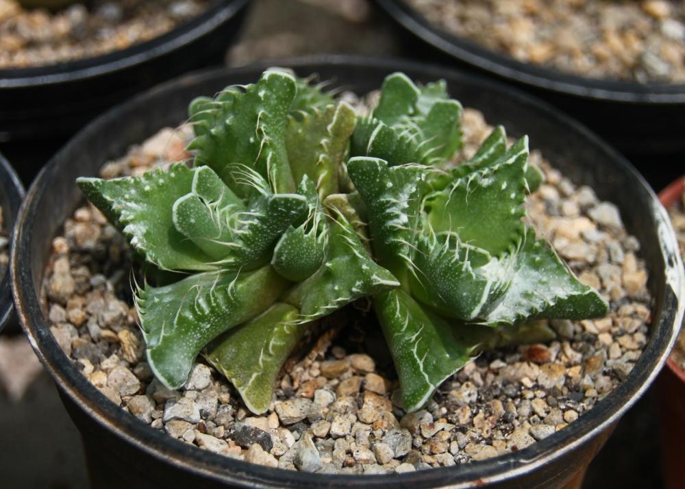 SAFLAX Tiger Jaw - 40 семян - Faucaria tigrina