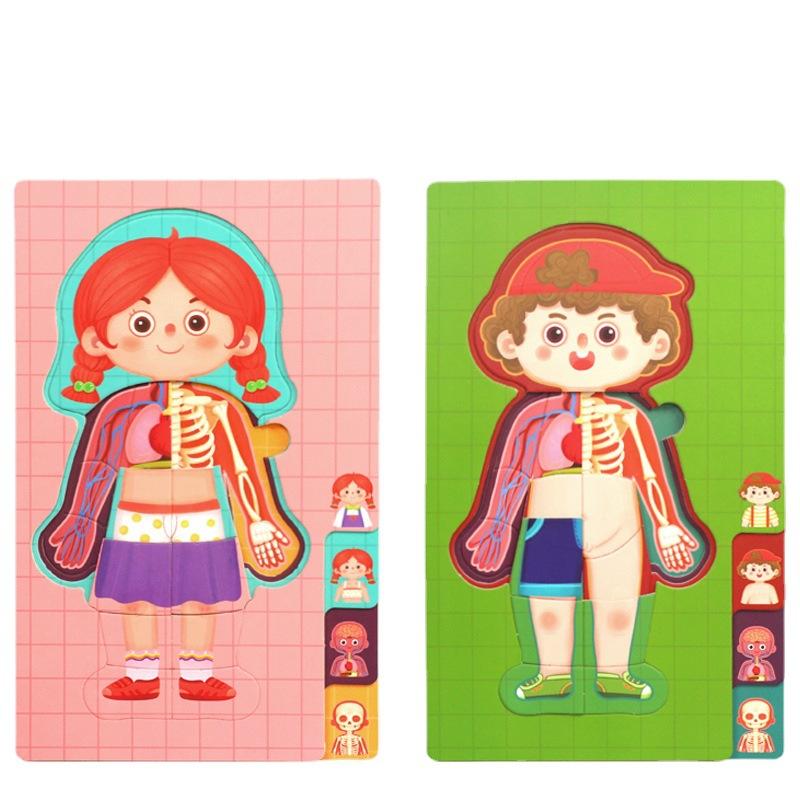 Детская познавательная модель человеческого тела, головоломка по структуре тела, изображение органа, научное учебное пособие, раннее образование, развивающие игрушки