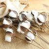 20 Pcs Dried Cotton Picks Cotton Stems Natural Cotton Flowers Dried Flower Branch Farmhouse Display Filler-Furniture Wedding Home DIY Decoration