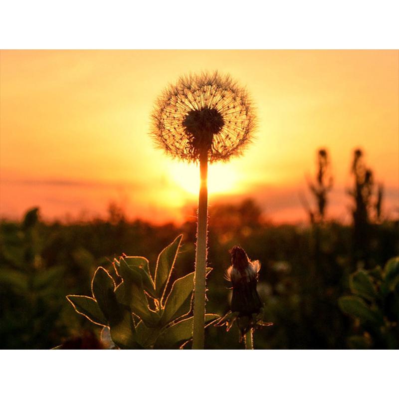 Diamond Painting Dandelion Full Square Mosaic Art Sunset Diamond Embroidery Landscape Picture of Rhinestone Home Decor