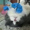 Смешной костюм супергероя для косплея с мускулистой рукой кота, шея и рука с мышцами, 3D-печатный реквизит для Хэллоуина, вечеринки по случаю дня рождения
