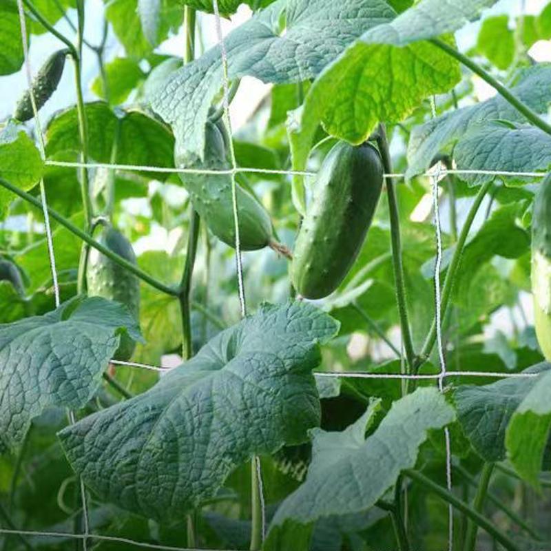 Решетчатая сетка для растений, сверхмощная поддержка растений, виноградная лоза, гидропоника, садовая сетка, аксессуары, садовый кронштейн, сетки для скалолазания