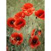 Full 5d Round Diy Diamond Painting Landscape Floral Diamond Embroidery Mosaic Cross Stitch Poppy Flower Home Decor Gift