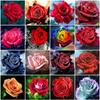 Evershine 5D DIY алмазная живопись Роза вышивка крестиком цветок Алмазная мозаика распродажа вышивка стразами украшение дома