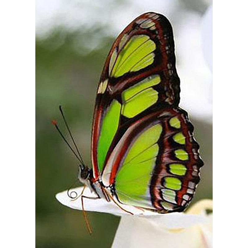 DIY Diamond Embroidery 5D Diamond Painting Butterfly Diamond Mosaic Cross Stitch Kits Rhinestones Wall Art Home Decor Gift