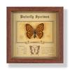 Фото рамка с настоящим specimen бабочки, декоративная картина, 3D украшение, ручная работа DIY, подарок на день рождения, specimen насекомого