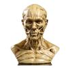 Human Muscle Skeleton Head Model Muscle Head Skull Anatomy Sculpture Art Sketch Medical Learning Supplies