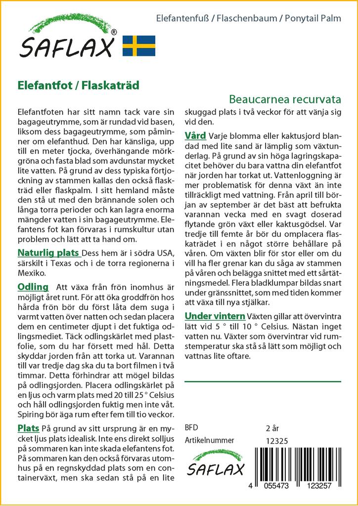 SAFLAX Ponytail Palm - 10 семян - Beaucarnea recurvata.