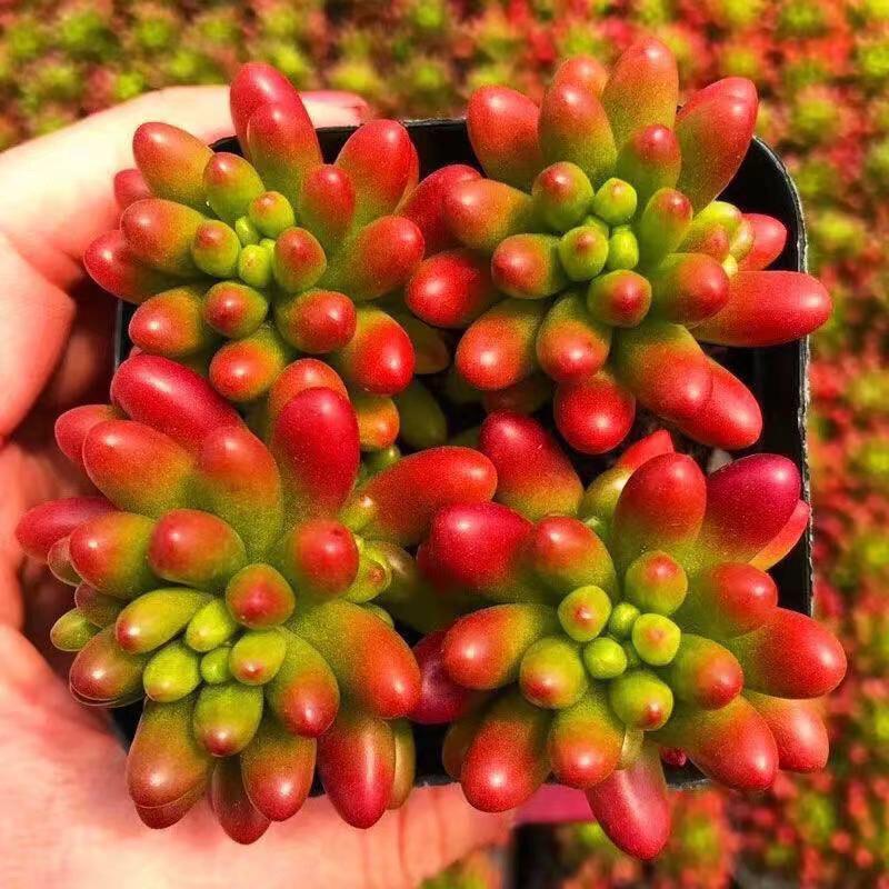 Rainbow Jade Variegated Succulent: Easy Indoor Potted Plant for Beginners