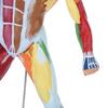 50cm MultiColor Muscular System Model Human Muscles Model Body Muscle Structure Model