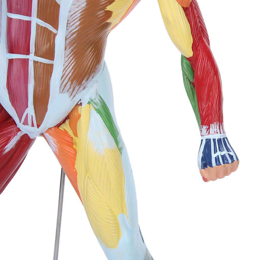 50cm MultiColor Muscular System Model Human Muscles Model Body Muscle Structure Model