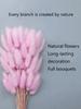 Dried Lagurus Ovatus Bouquet Real Flower Preserved Flower Setaria Viridis Lagurus Ovatus Wholesale for Home Decoration and Photography Props Pink