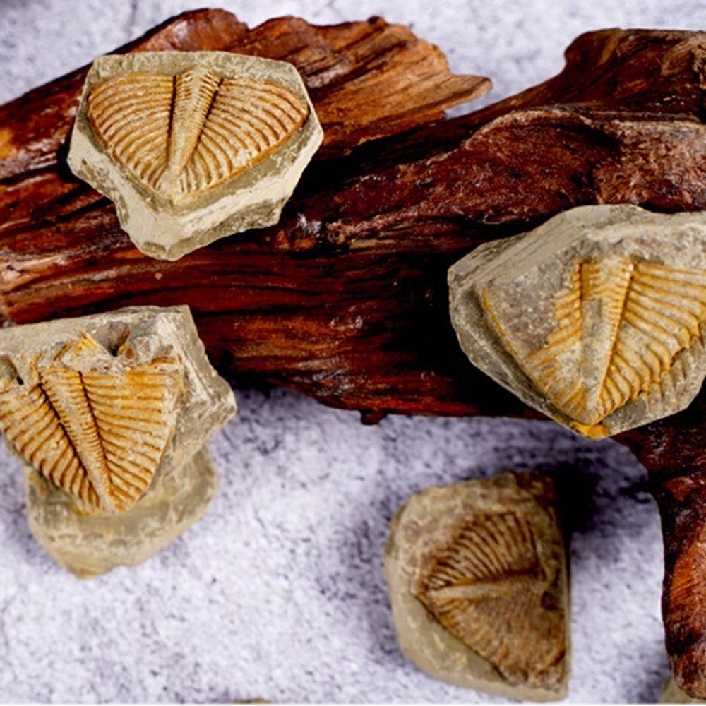 Three-leaf Worm Original Stone Marine Life Stones Crafts Natural Trilobite Tail Raw Specimen