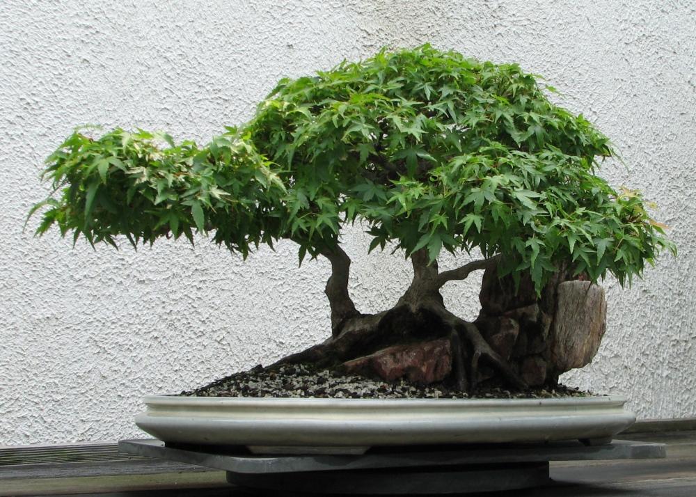 SAFLAX Garden in the Bag - Бонсай - Красный японский клен - 20 семян - С субстратом в подходящем мешке - Acer palmatum