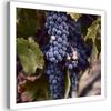 Canvas Print Grape Leaf Plant