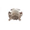 Resin Animal Skull Ornament Funny Cat Skull Statue Halloween Cat Skull Model  Halloween Decor Gifts