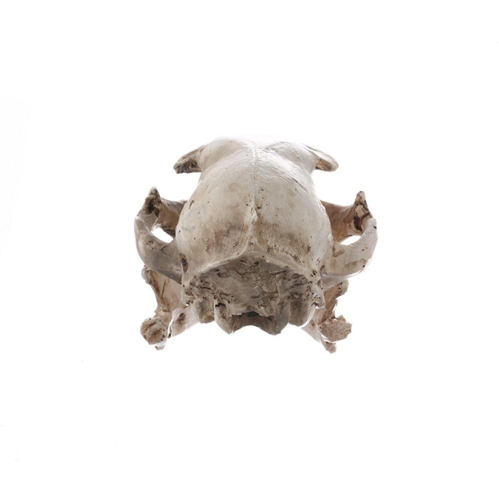 Resin Animal Skull Ornament Funny Cat Skull Statue Halloween Cat Skull Model  Halloween Decor Gifts