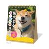 Новый японский календарь 2025 Календарь настольный Shiba Inu Maru's Talking Weekly NK4308