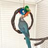 Bird Rest Station Durablity Swing Branch for Comfort and Entertainment Bird Enthusiasts Bird Shop Owner Training Toy